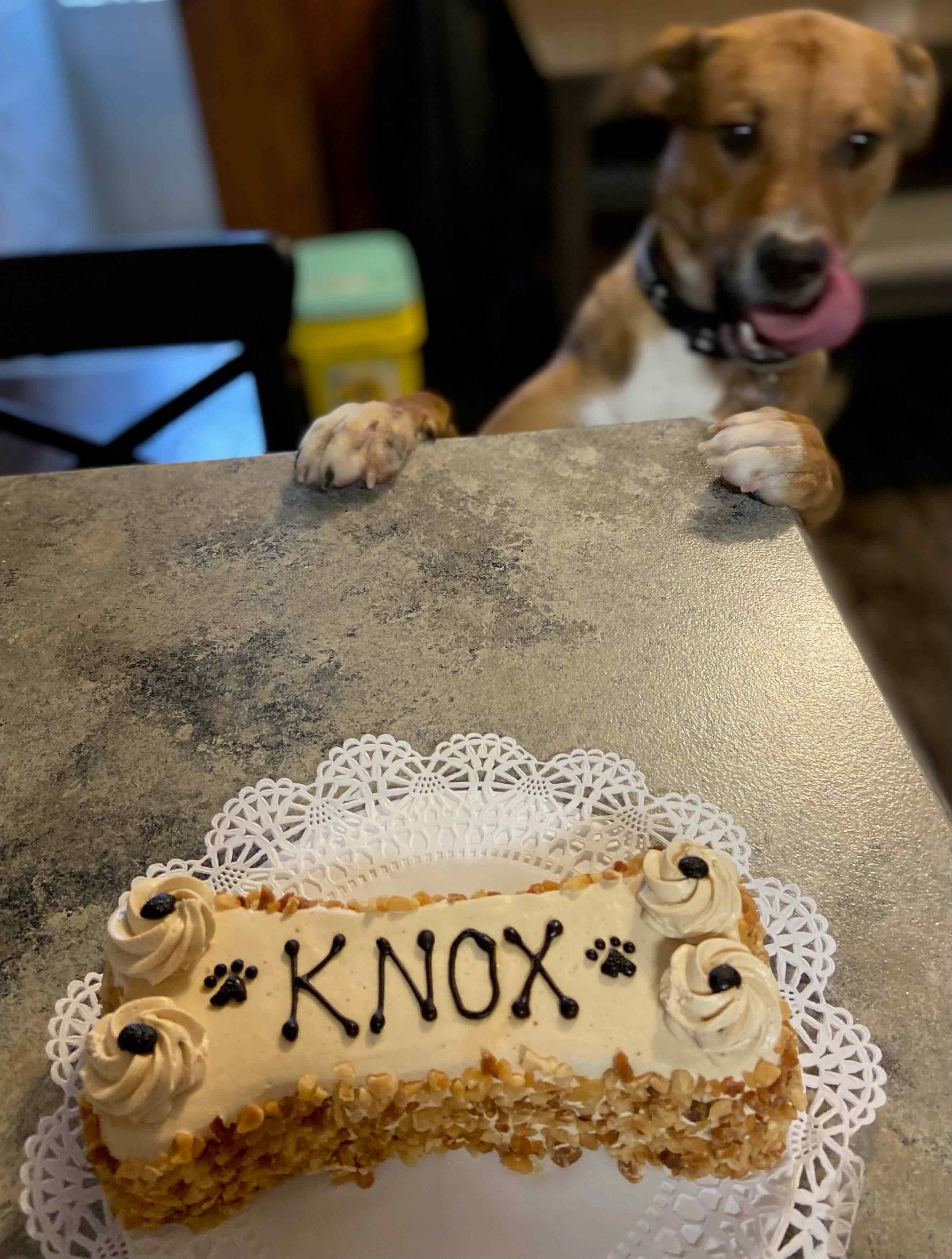 knox loves the cake
